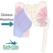 gluteus maximus