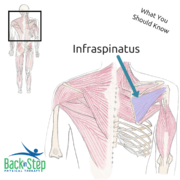 infraspinatus