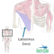 latissimus dorsi