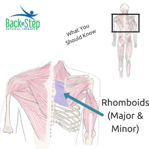 rhomboid muscle group
