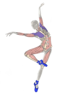 chest & shoulder dance anatomy